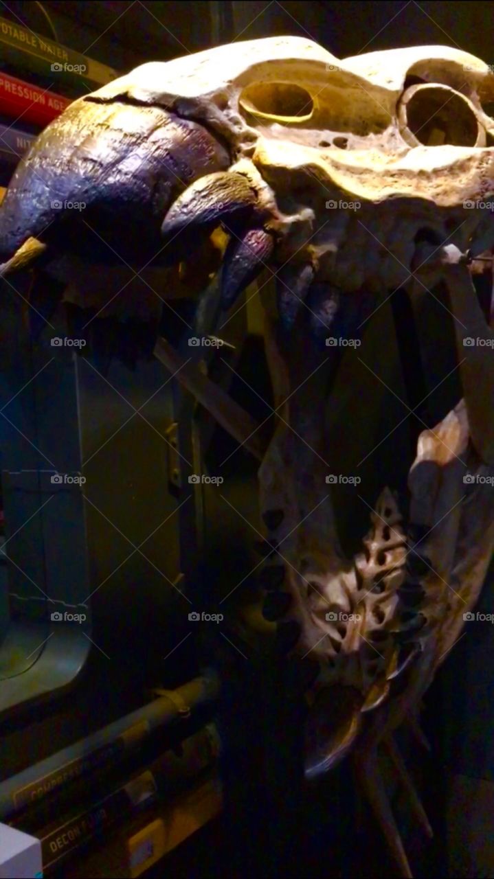 #day4 Everyday WDW Orlando Florida. I have been lost on Disney Properties consecutively since 4/3/19 You can find my encounter https://www.facebook.com/selsa.susanna or on IG SelsaCamacho YT SelsaSusanna Snapchat Flight of Passage 4-6-19 Saturday