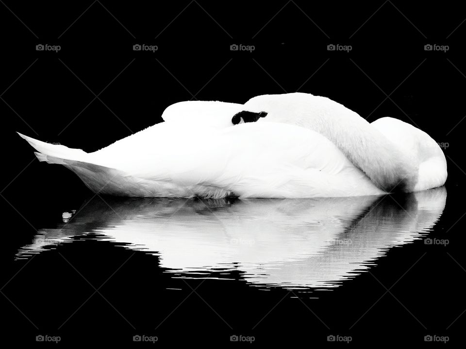 swan in black and white
