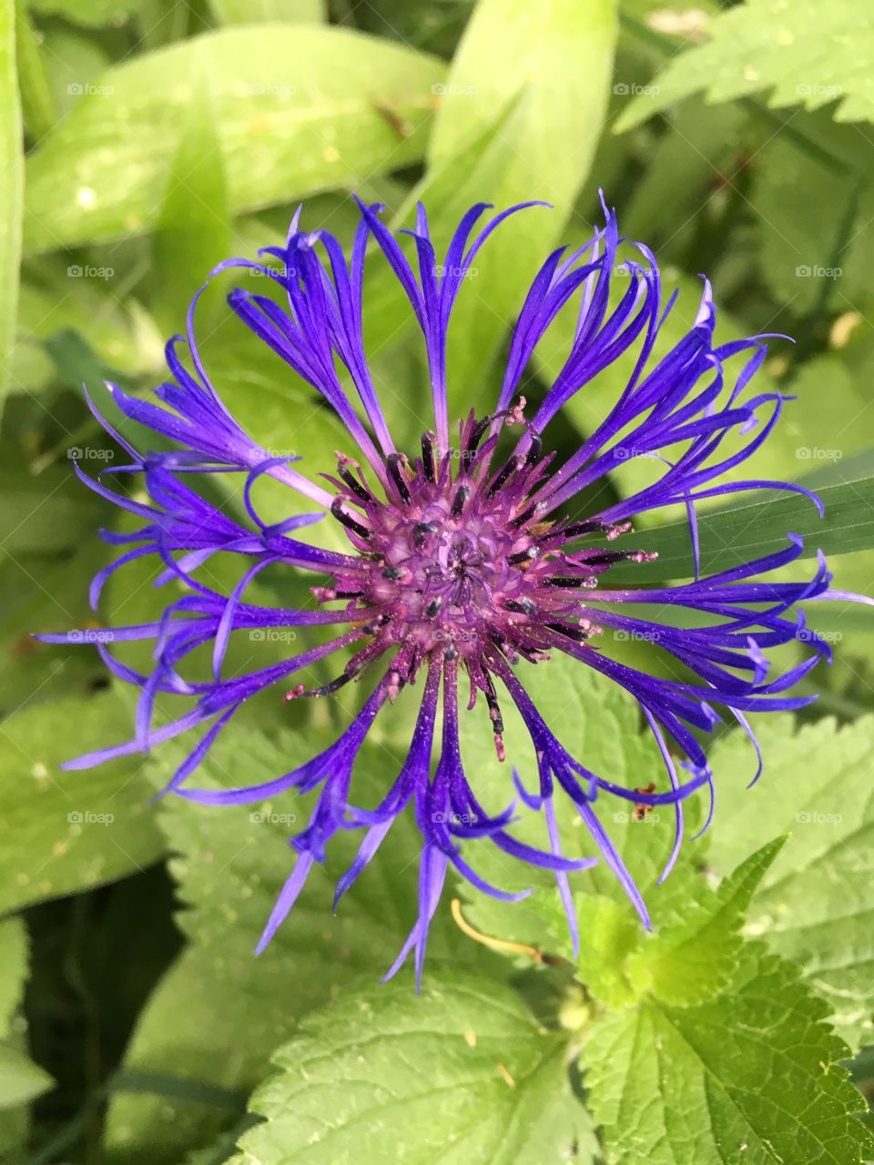 Mountain bluet