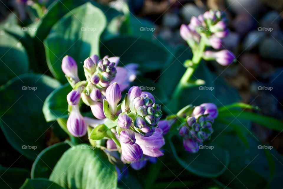 Lavender hosta plant with buds and blossoms in sunlight