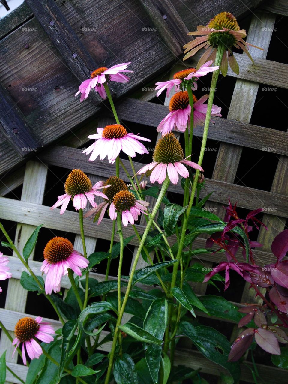 Group of Pink Cone Flowers, summer garden.