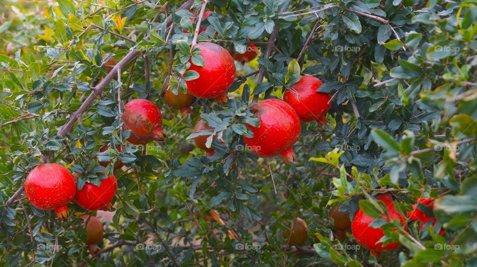 Pomogranate fruits for good healthy fitness
