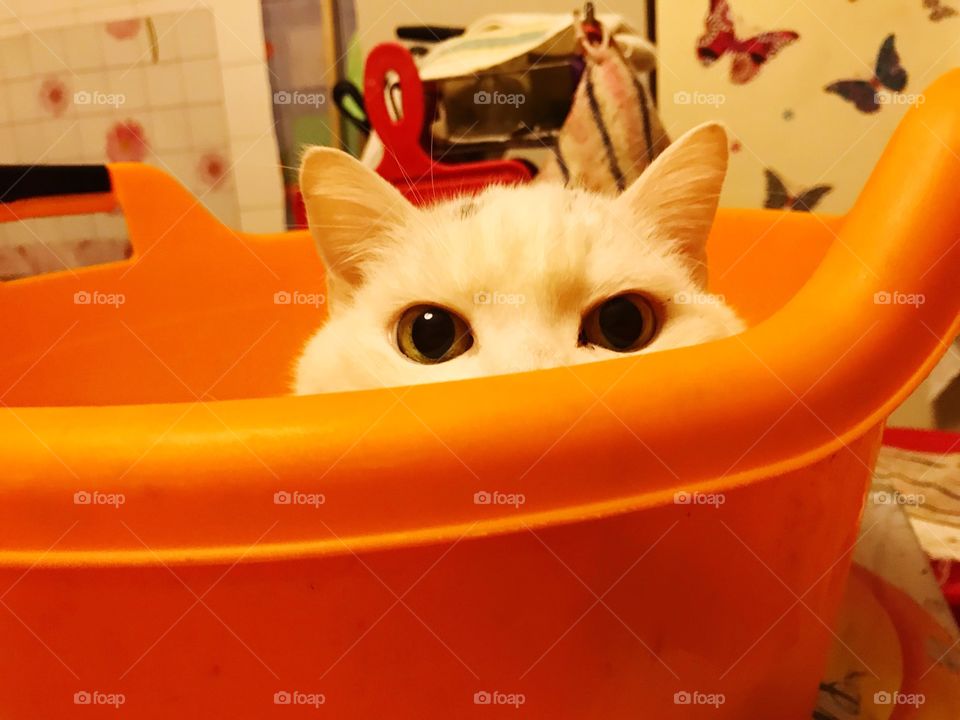 my cat became arrogant and took my pelvis