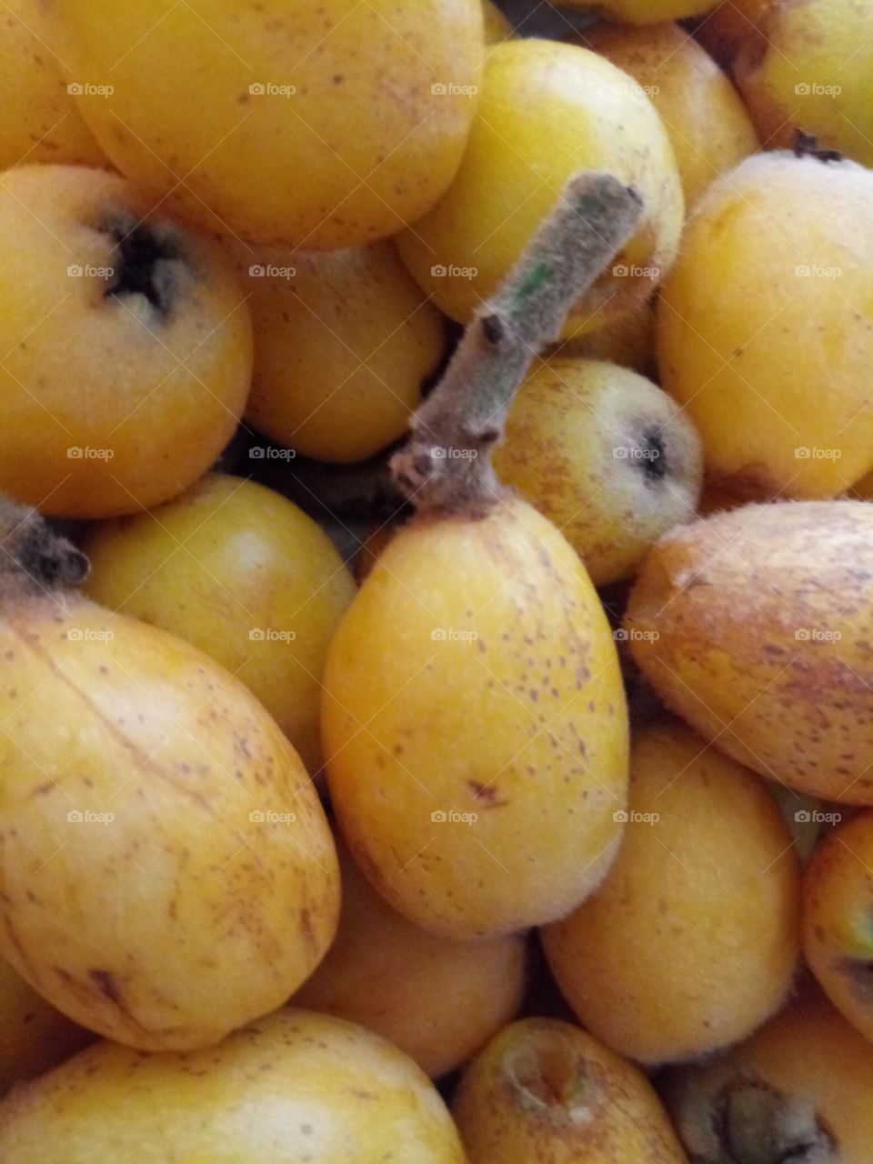 fresh picked organic homegrown Loquats from florida
