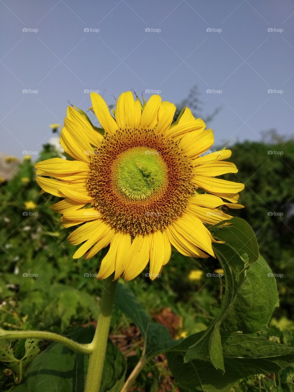 sun flower