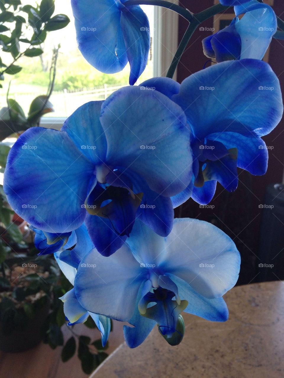 Rare Blue Orchids