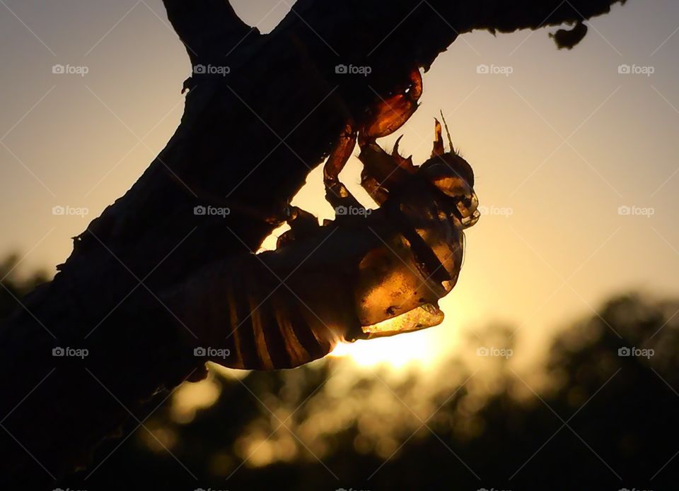 Golden cicada . Cicada shell at dusk