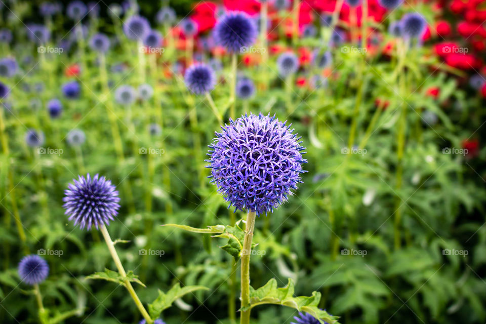 Close up of a vibrant purple globe thistle in bloom, surrounded by other wild flowers.