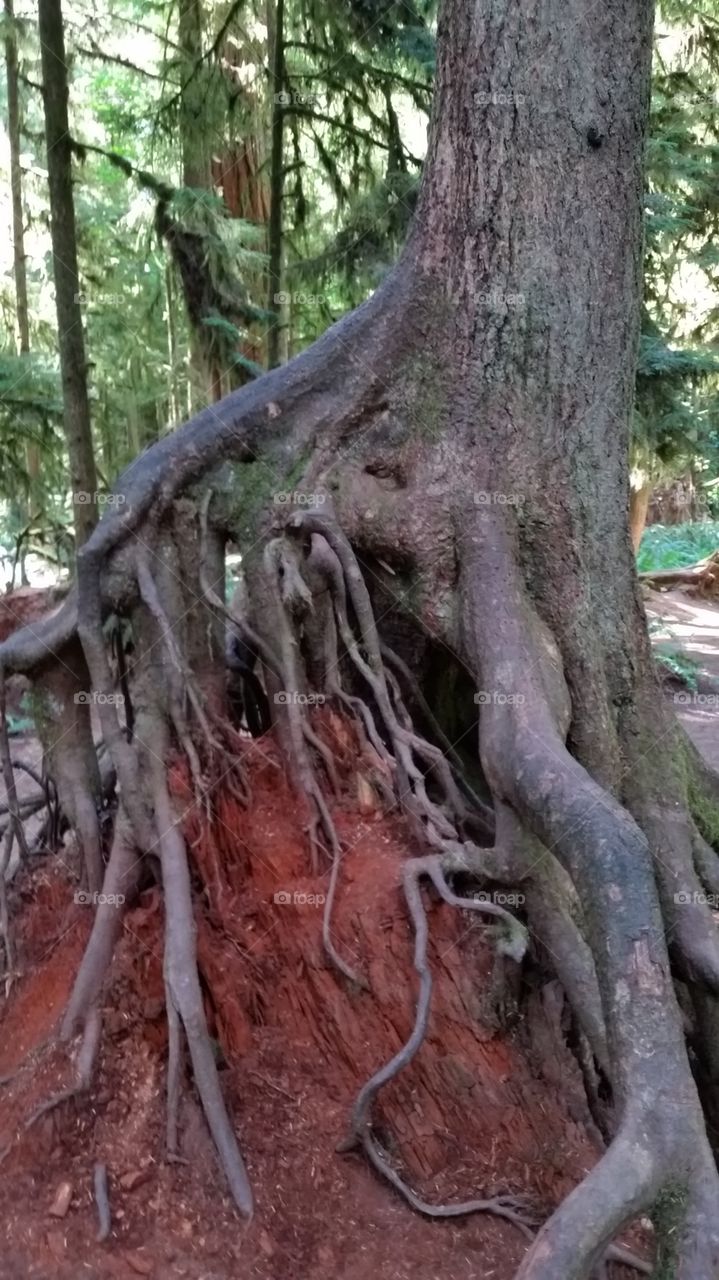 Washed out roots of a giant cedar