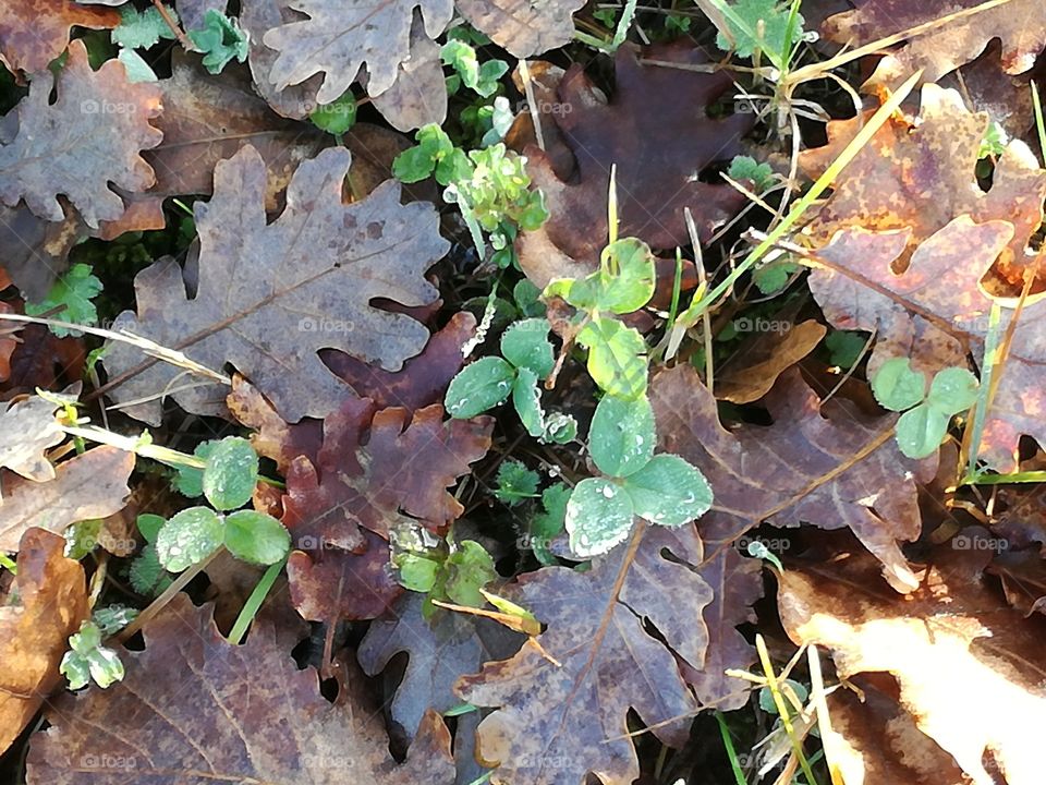 Clover in the leaves