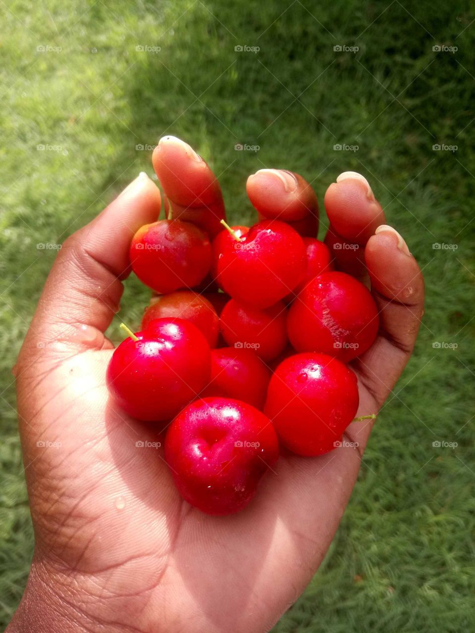 Raindropped West Indian Cherries