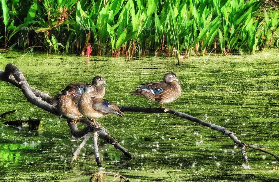 Wood ducks Boucherville Québec 