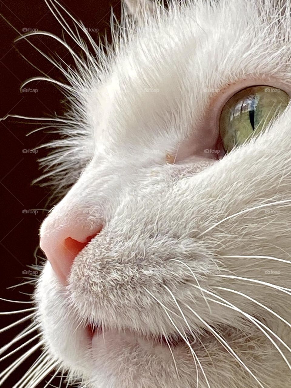 Close up of the face of a fluffy white cat with green eyes