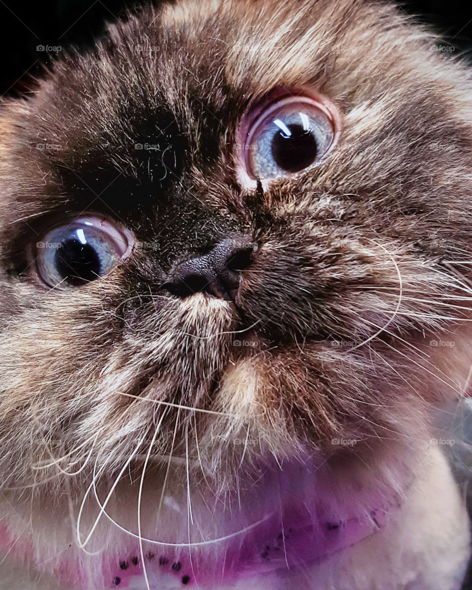 Himalayan cat close up with funny look on face
