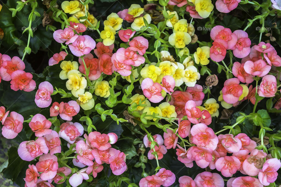 Colorful flowers with green leaf