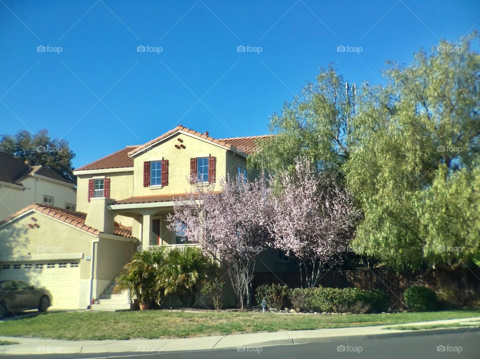 Spring Blooming Trees 