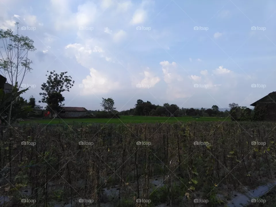 Nature
