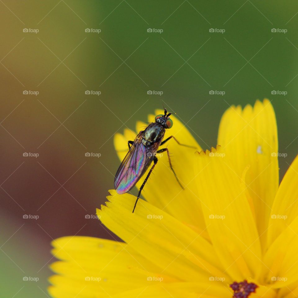 Beautiful macro fly and beautiful yellow flower 