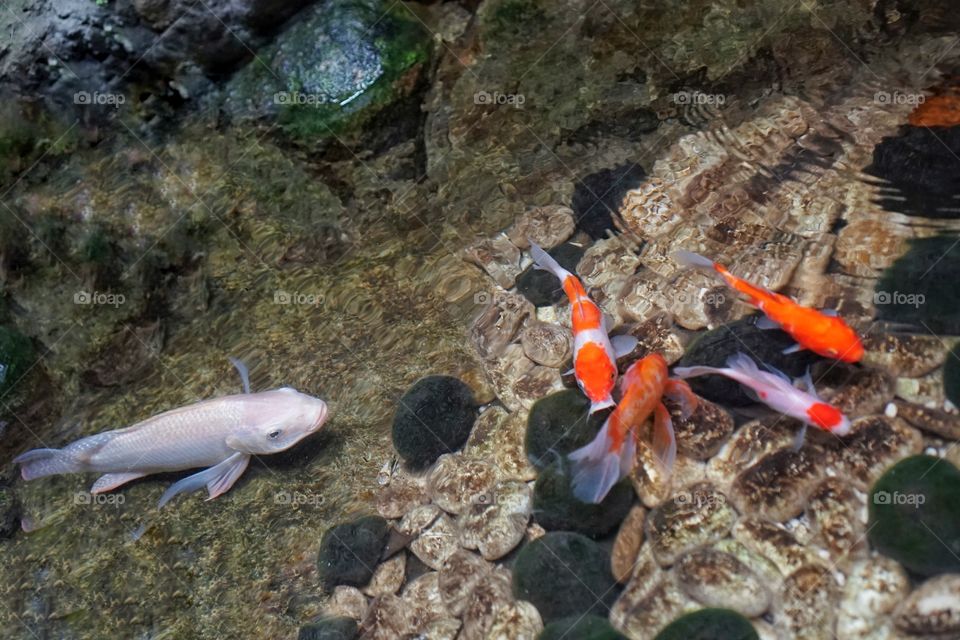 big fish in a small pond