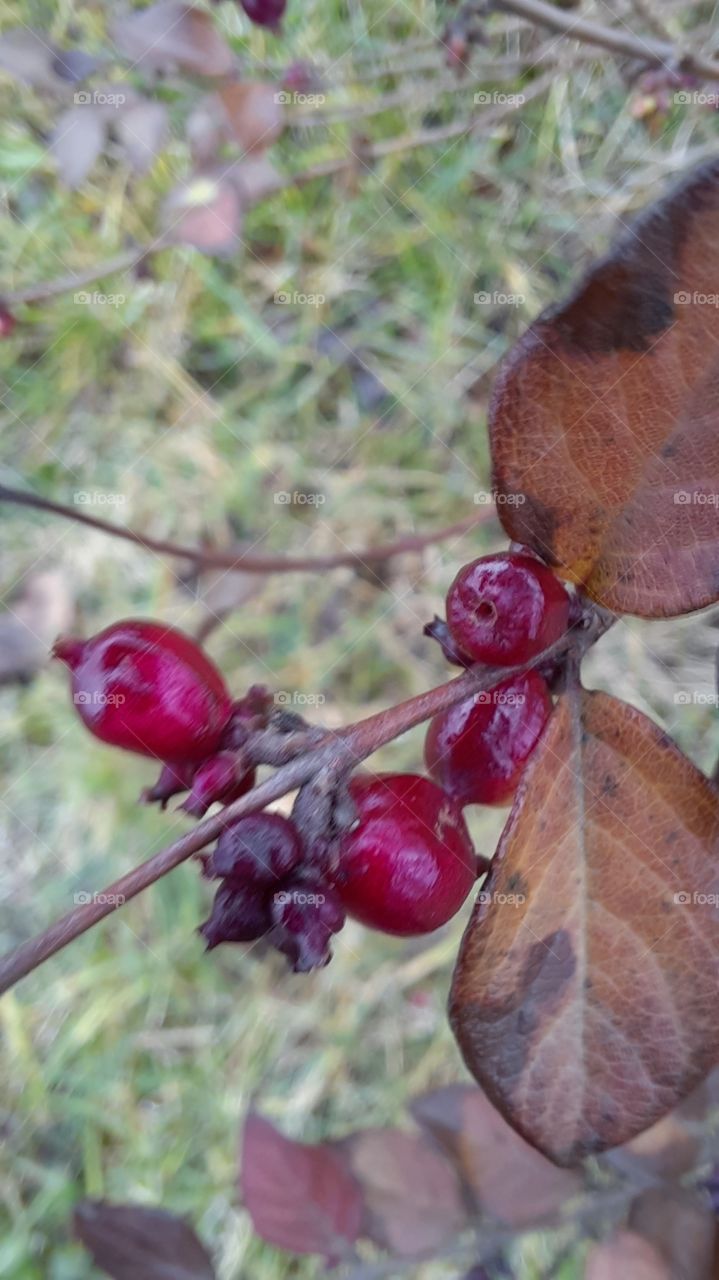 winter garden - purple fruits and brown leaves  of barberry