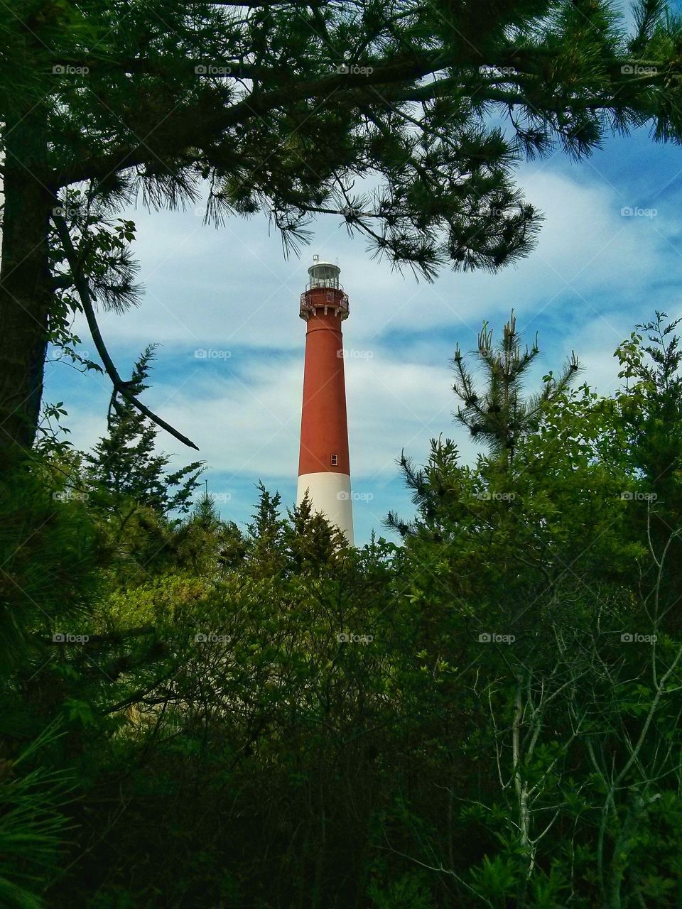 Barnegat Lighthouse from the Woods