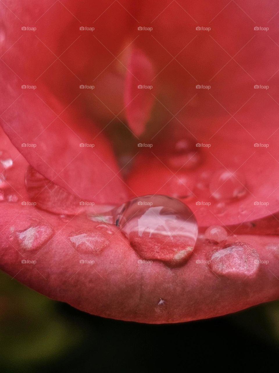 Dew and flowers