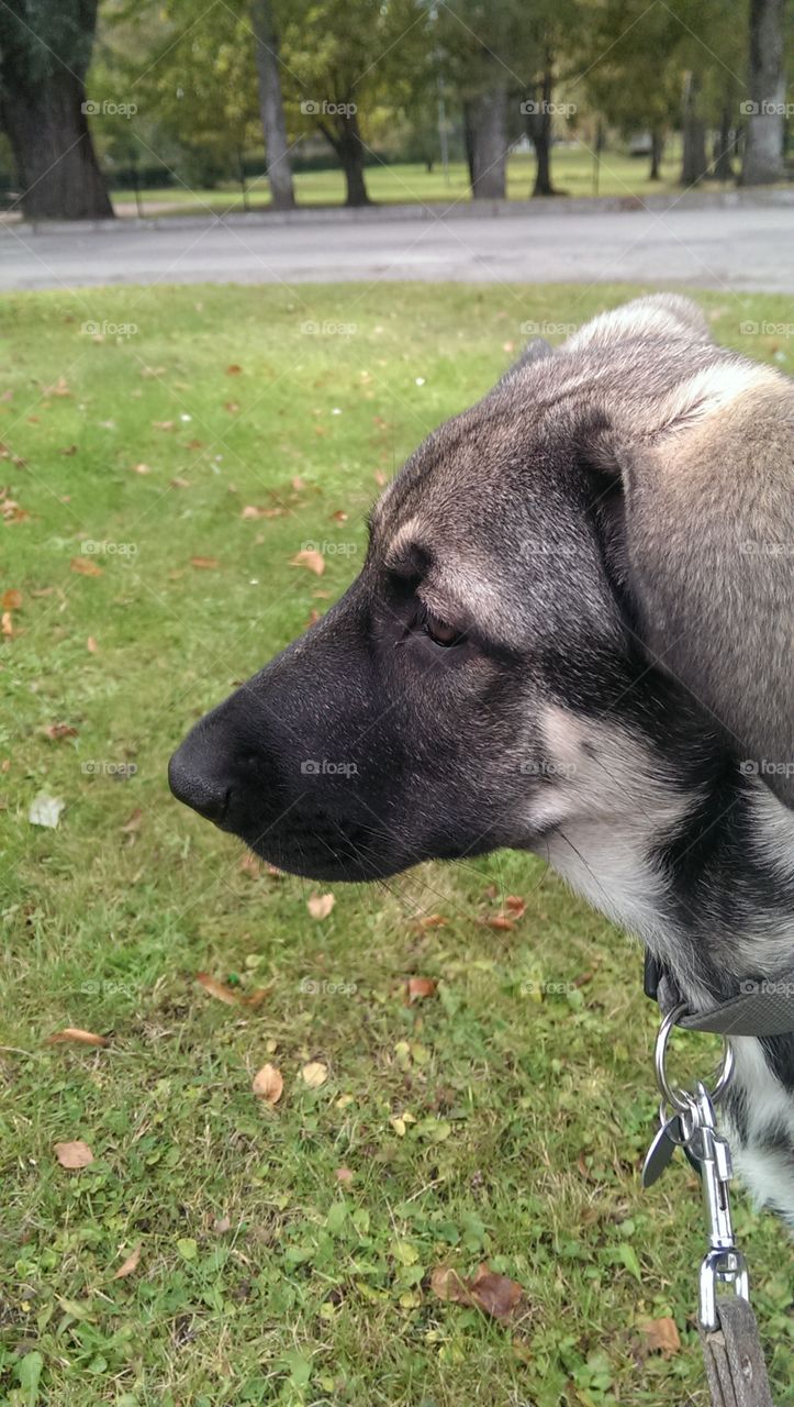 Arsa is watching kids playing around.