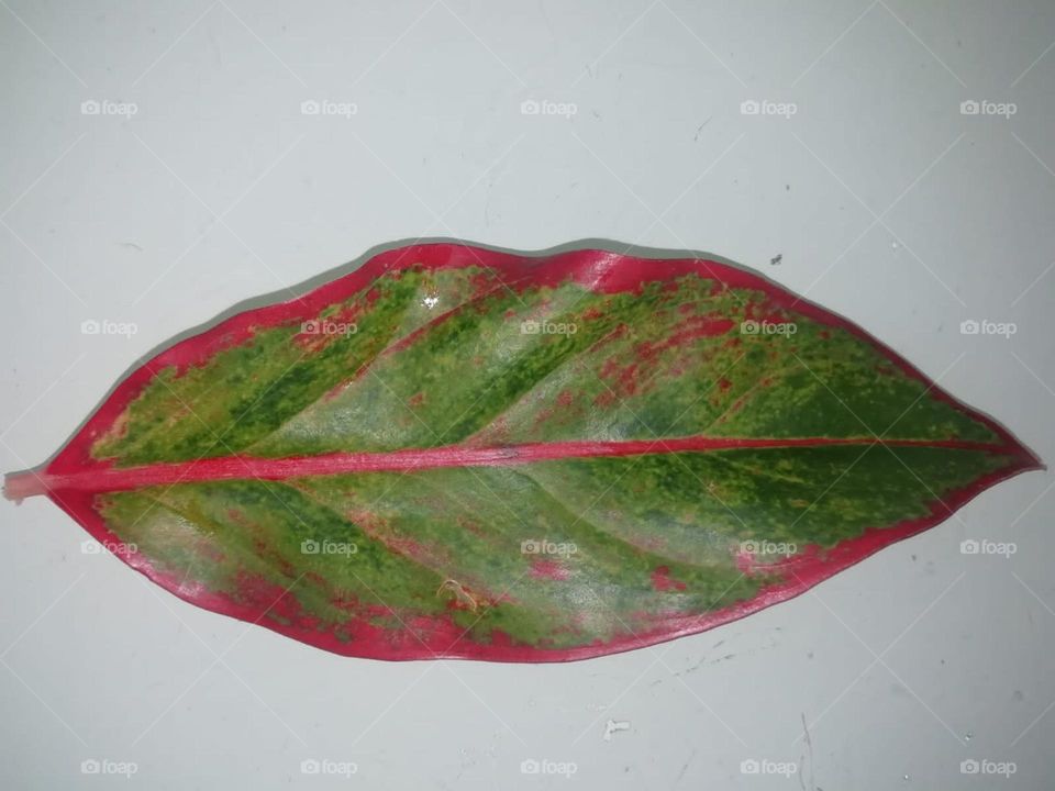 A red green leaf