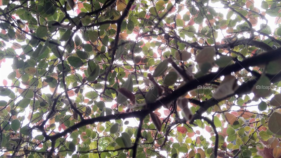 Under the tree branch