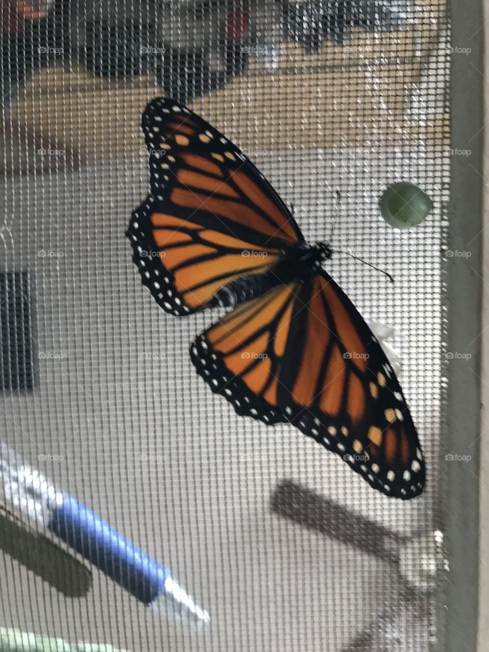 Monarch wing span 