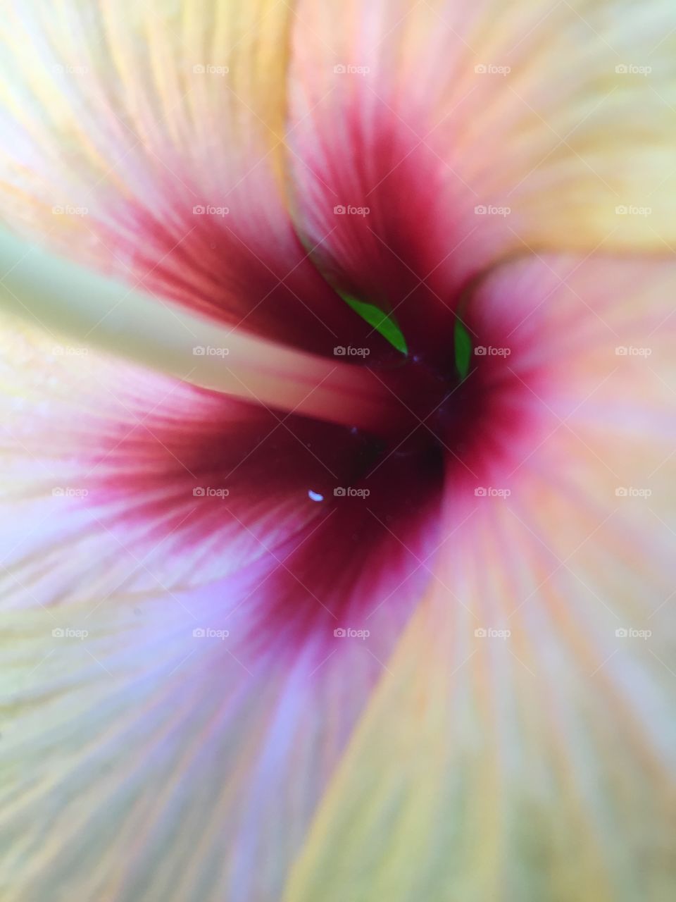 Close-up of Flower