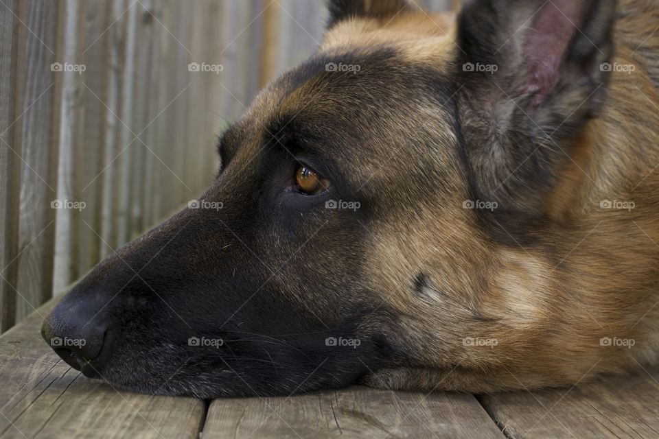 Sadness of German shepherd