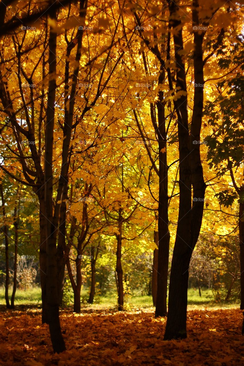 Trees in autumn park
