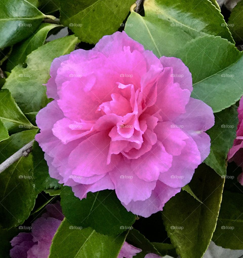 Pink camellia in full bloom. Victoria Australia 