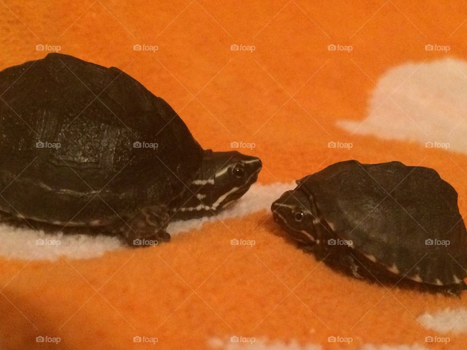 Musk turtles