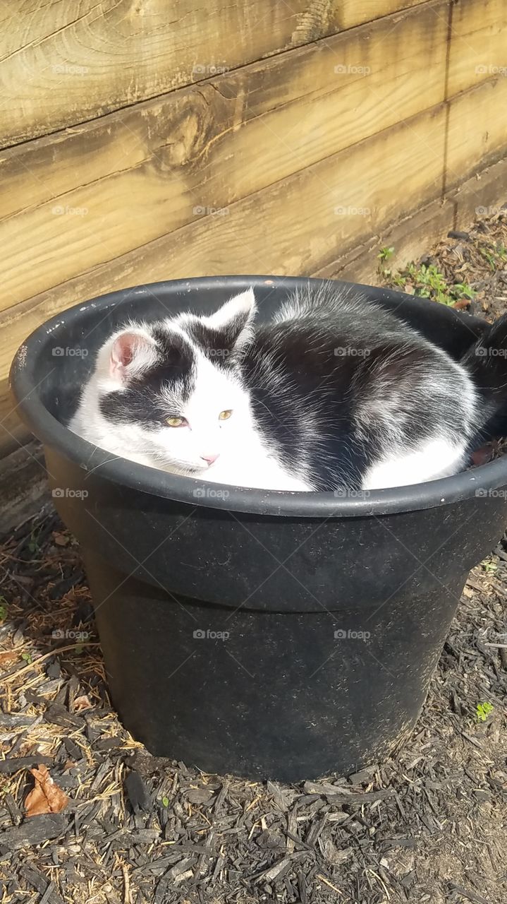 kitty in the pot