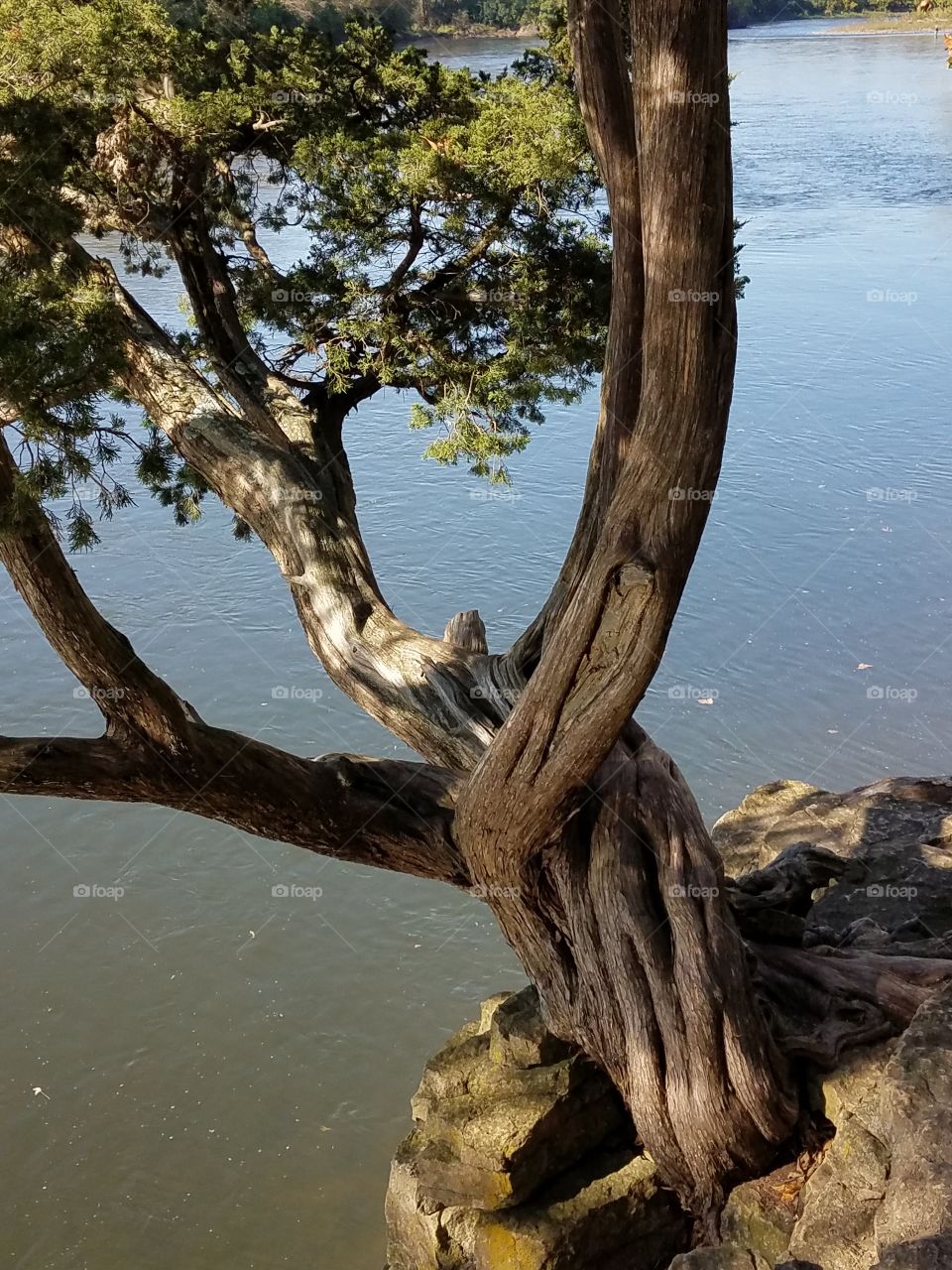 Twisted Tree