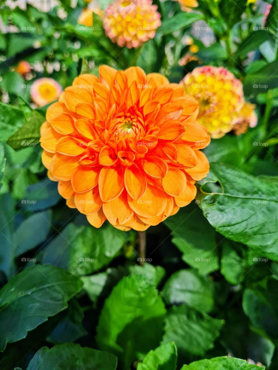 orange flower