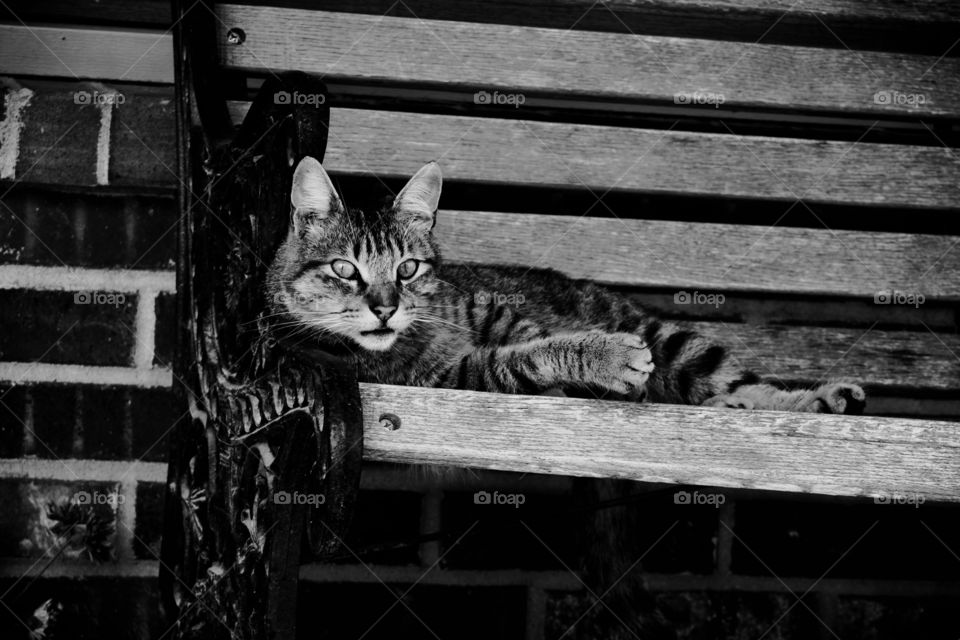 cat laying on bench