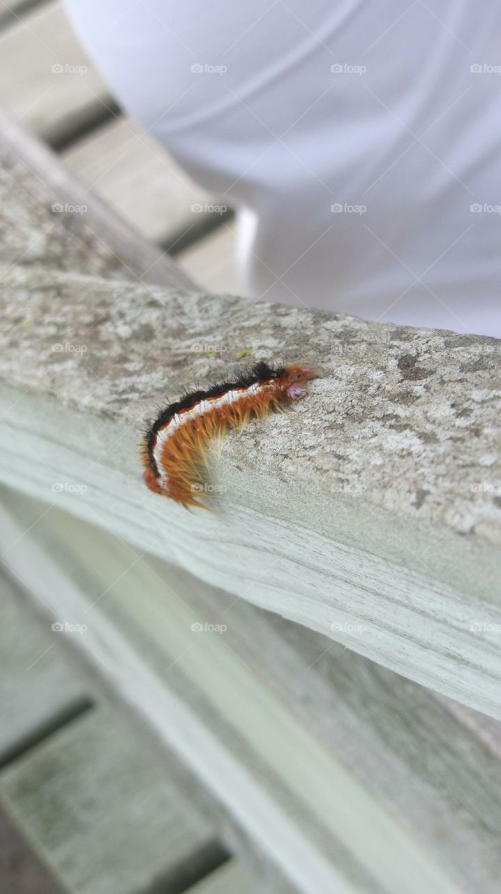 Caterpillar inching along