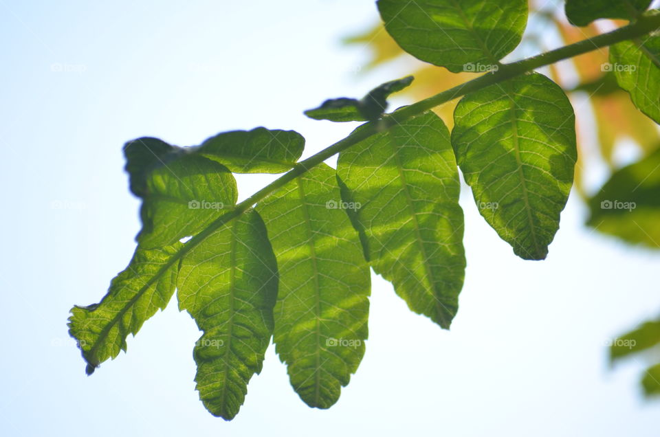 leafy branch