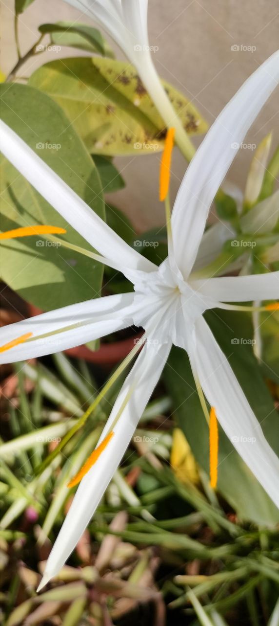 white unique flower