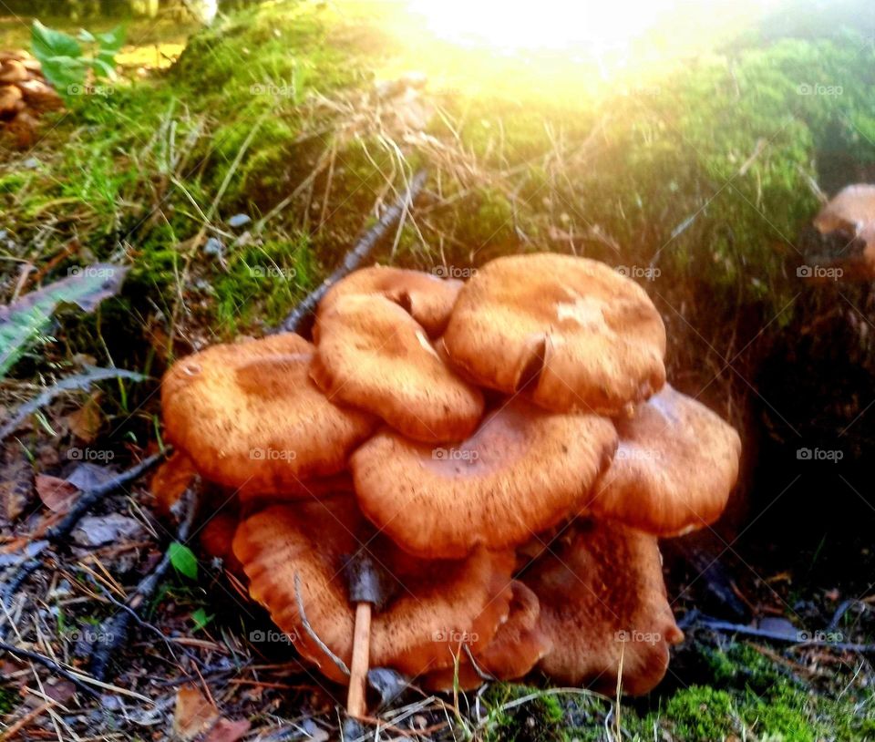 Mushrooms in a fairy forest