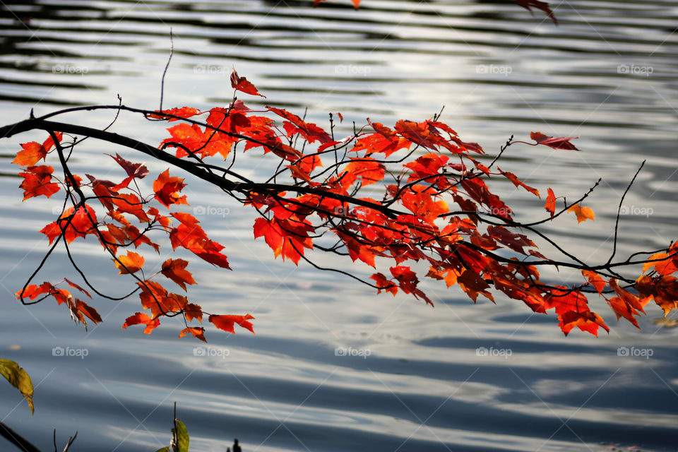 Lakeside autumn leaves. A tree branch with red autumn leaves by the lake