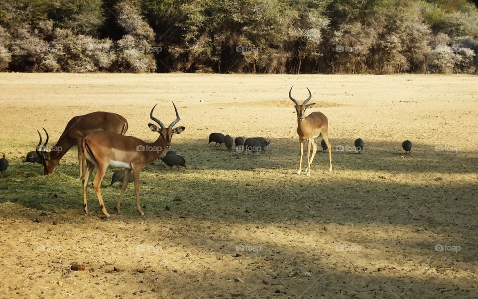 Springbucks with Guineafowls on an open plane
