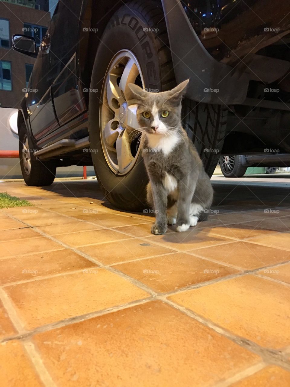Carefully drive a cat under the car