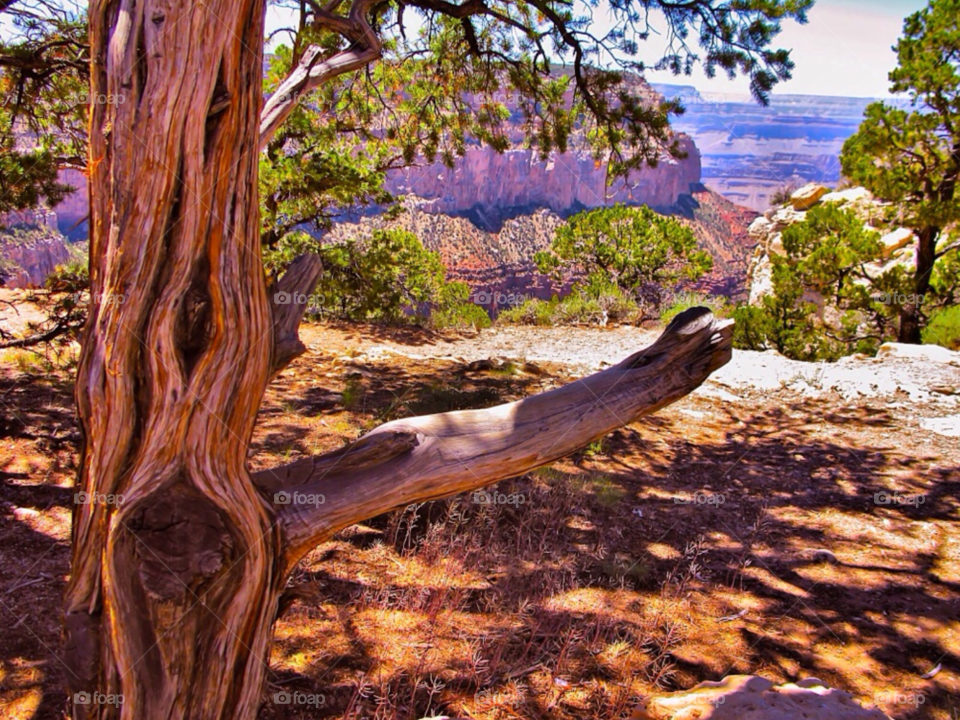 landscape nature red tree by cagedheat