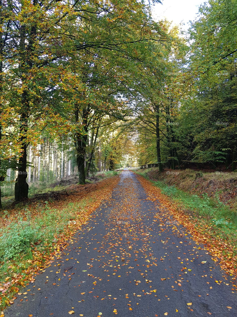 Forrest Street in autumn