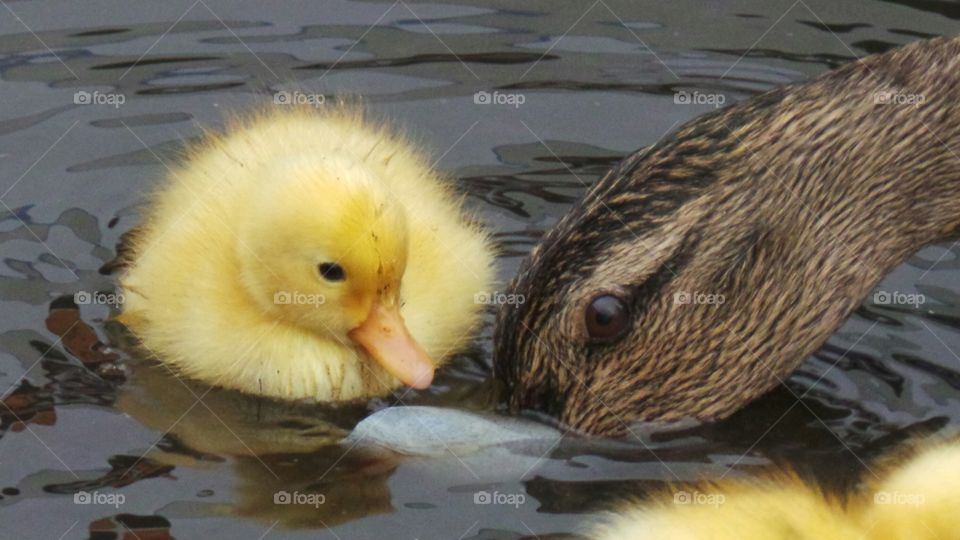 Duckling and mother duck
wild mallard /
Anas platyrhynchos
The domestic duck, like other poultry species.
Mallards live in wetlands, eat water plants and small animals, and are social animals preferring to congregate in groups or flocks of varying sizes. This species is the main ancestor of most breeds of domesticated ducks.