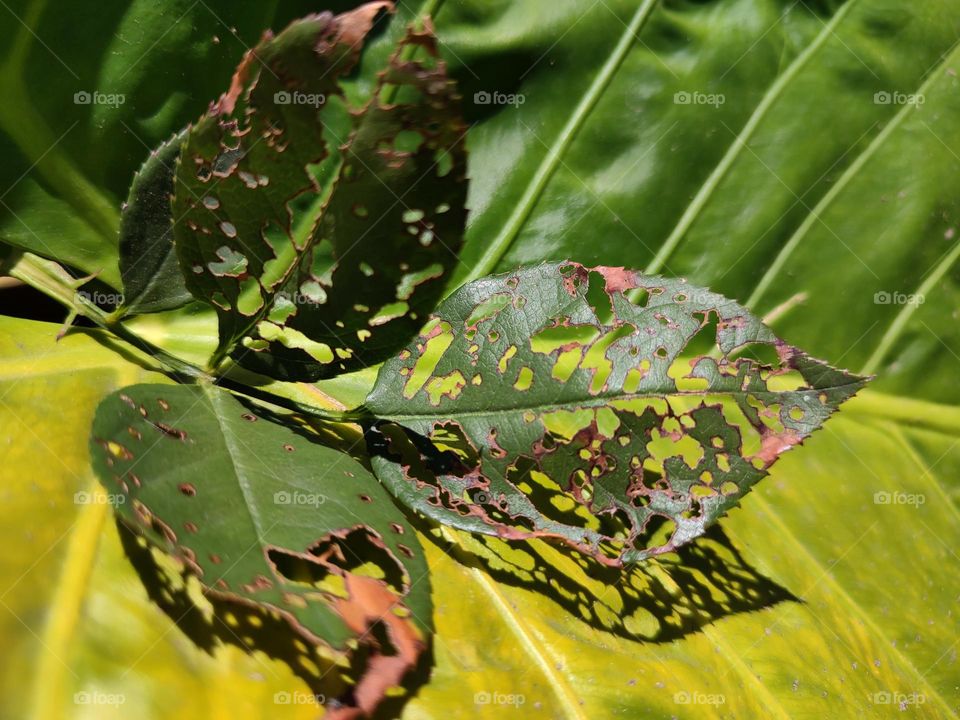 Leaves with holes on top of a leaf